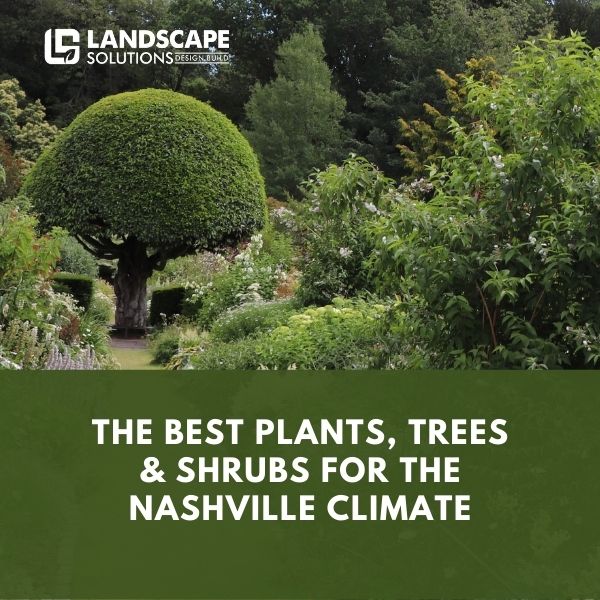 Best Plants, Trees & Shrubs For Nashville Climate