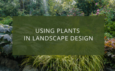 Plants used in landscaping