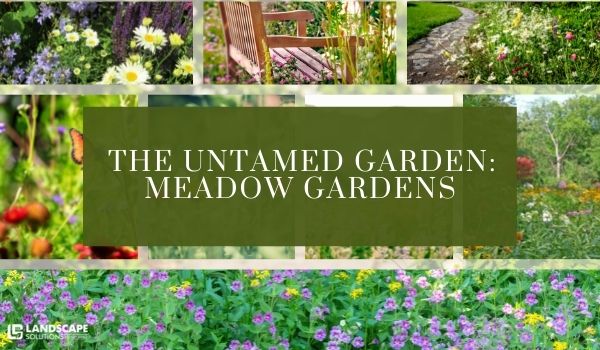 The Untamed Garden:  Meadow Gardens