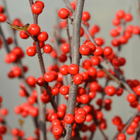 RED WINTERBERRY HOLLY BERRIES