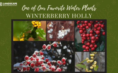 FAVORITE WINTER PLANTS WINTERBERRY HOLLY