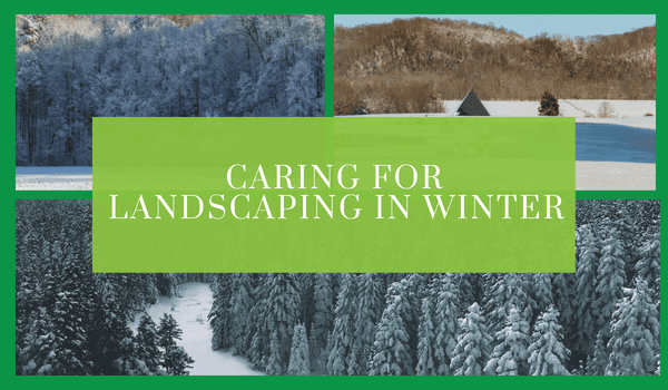 Caring for Landscaping in Winter