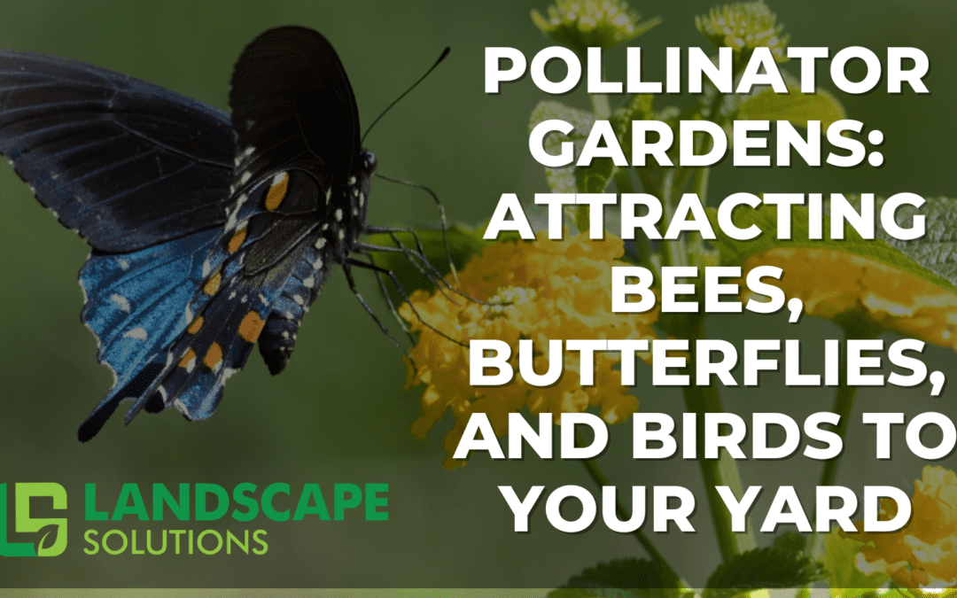 Pollinator Gardens: Attracting Bees, Butterflies, and Birds