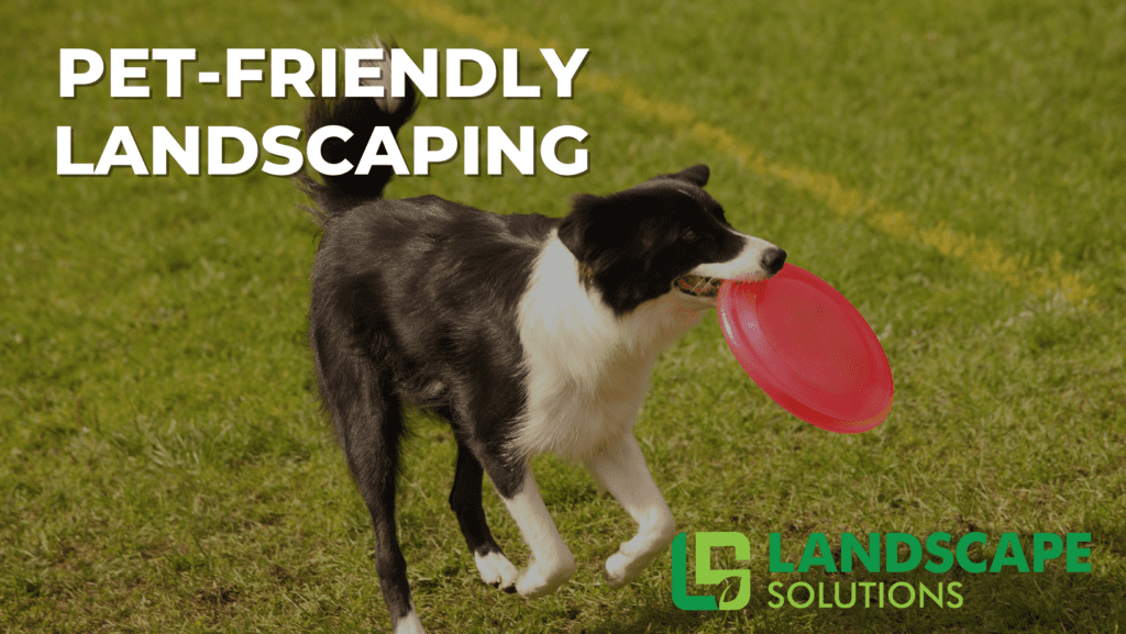 Pet Friendly Landscaping