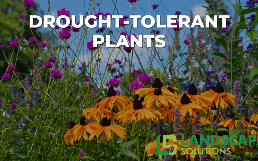 The Best Drought-Tolerant Plants for Your Garden