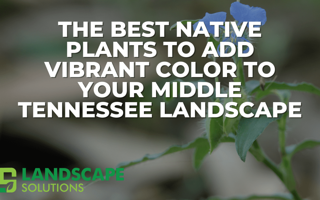 The Best Native Plants to Add Vibrant Color