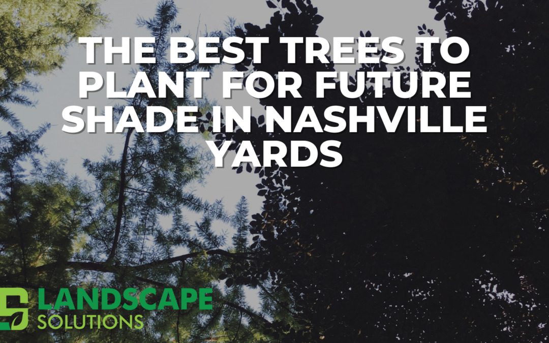 The Best Trees to Plant for Future Shade in Nashville Yards
