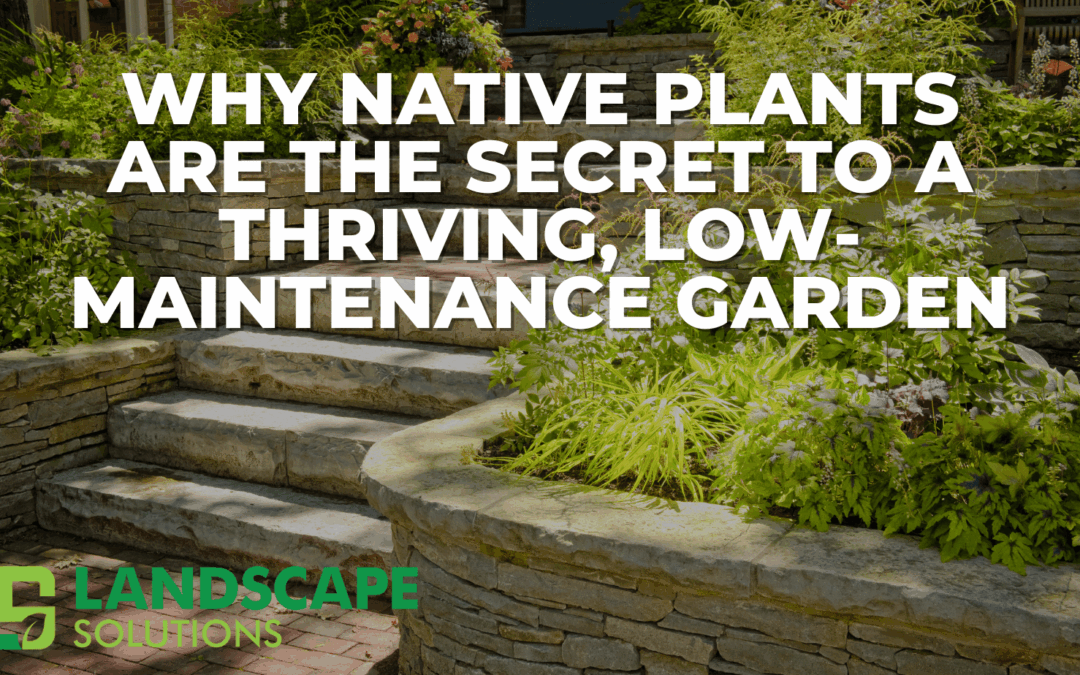 Why Native Plants Are the Secret to a Thriving, Low-Maintenance Garden