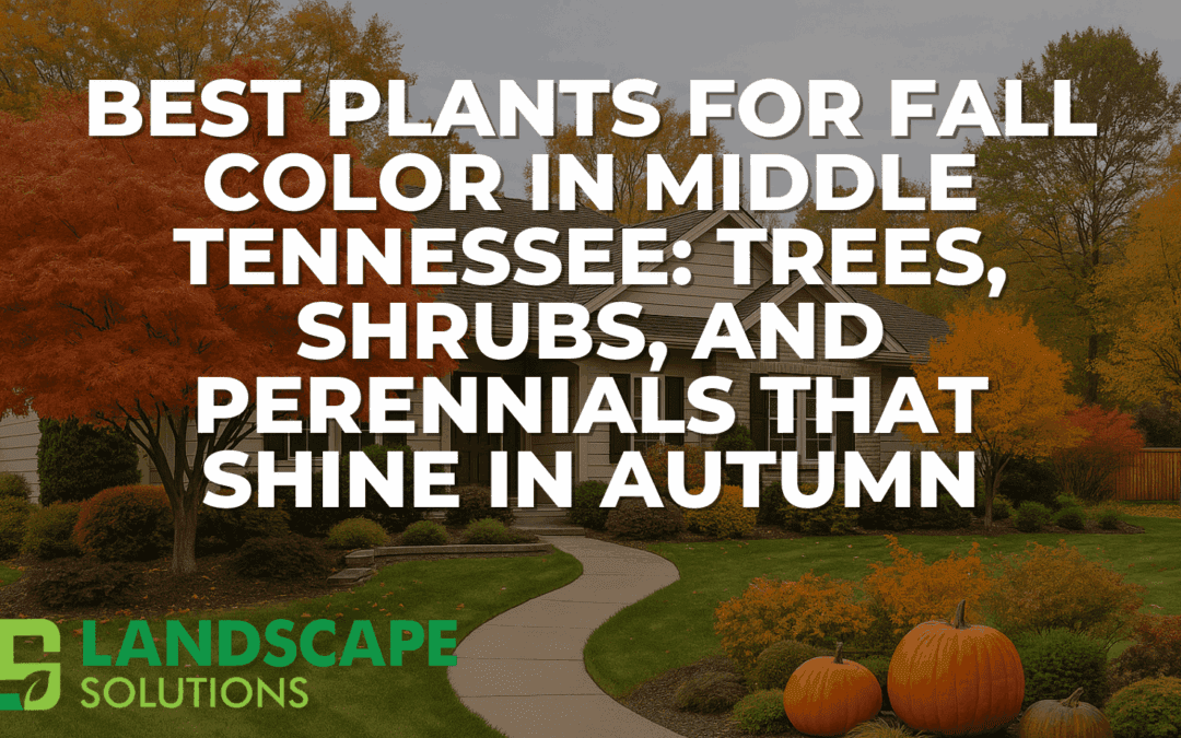 Best Plants for Fall Color in Middle Tennessee: Trees, Shrubs, and Perennials That Shine in Autumn