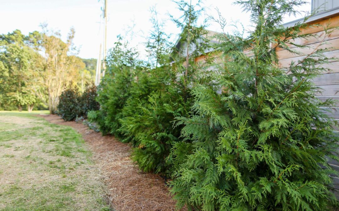 Evergreen Beauty: Winter Landscaping Ideas That Impress All Season Long