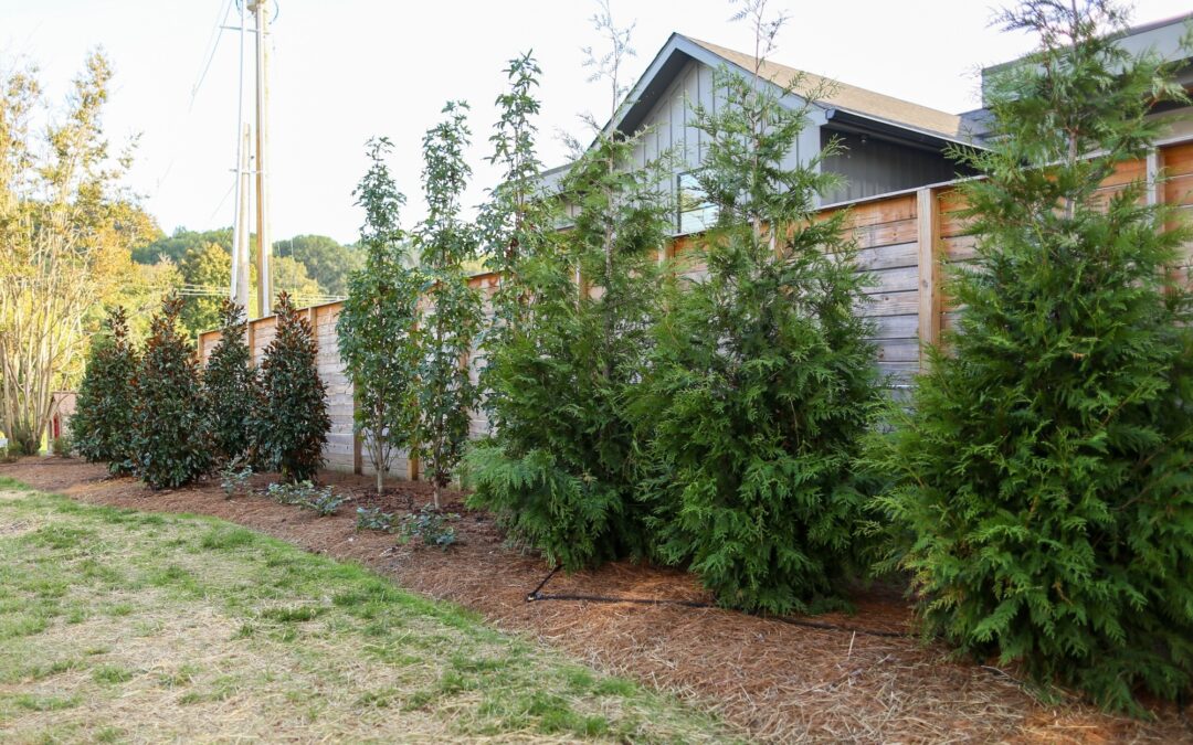 Autumn Planting Guide: Best Trees, Shrubs, and Flowers for Fall in Middle Tennessee