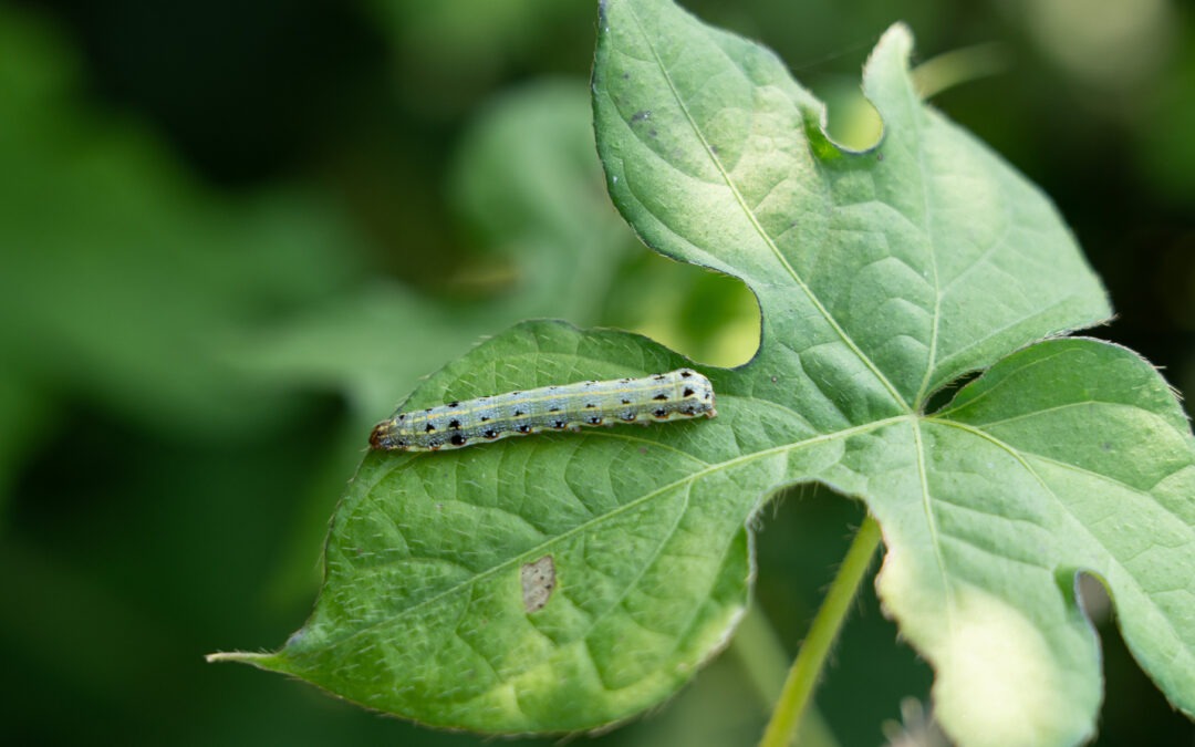 Armyworm Alert: Early Spring Protection for Luxury Landscapes in Middle Tennessee