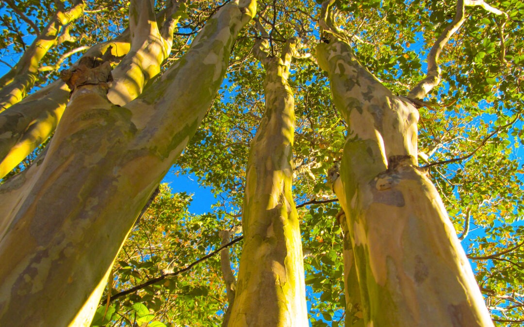 Don’t Murder Your Crape Myrtles! What to Do and Avoid When Caring for These Middle TN Trees