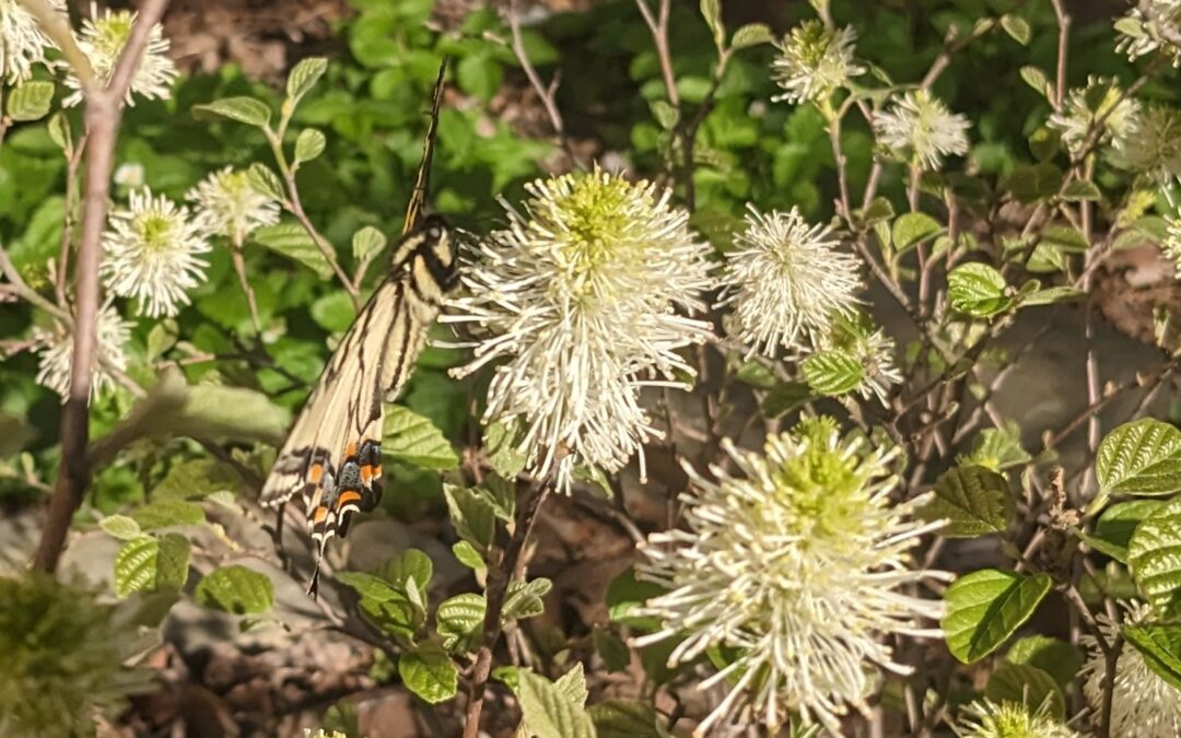 From Beds to Borders: Early Spring Planting Strategies for a Healthy, Native-Forward Landscape