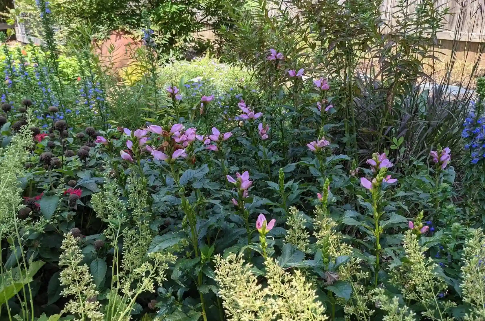 Native Plantings