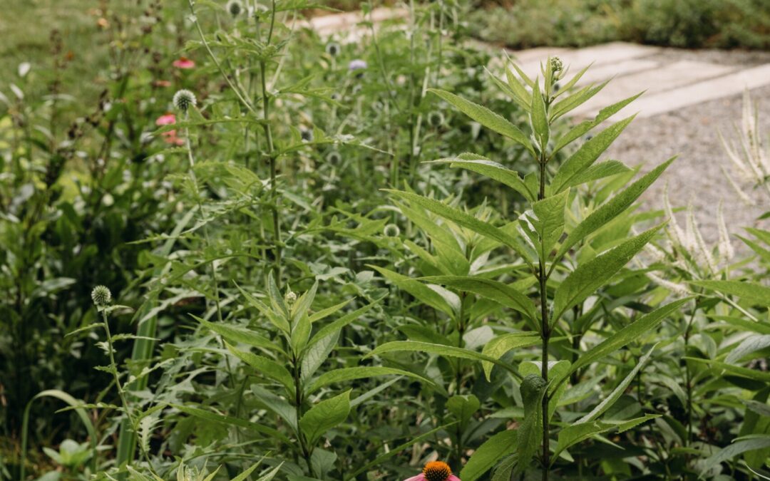 Pollinator-Friendly Planting for Summer: Supporting Wildlife in Tennessee Landscapes