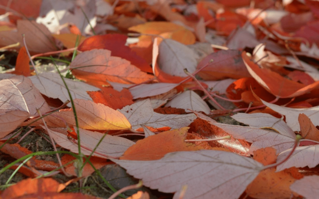 Landscape Cleanup Services: What to Tackle Before Leaves Start Falling