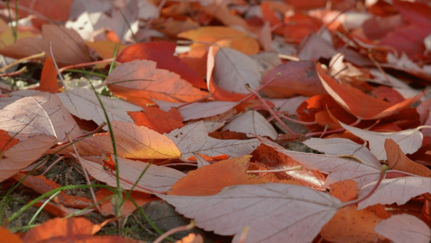 Landscaping Fall