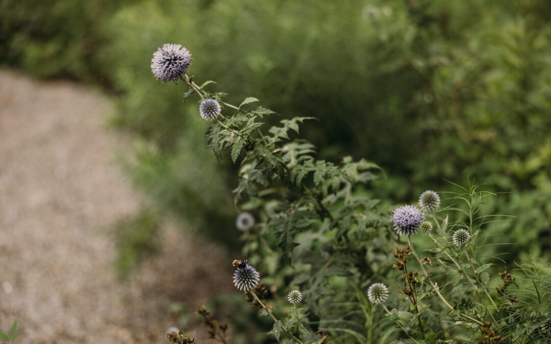 The End-of-Summer Landscape Checklist for Tennessee Homeowners